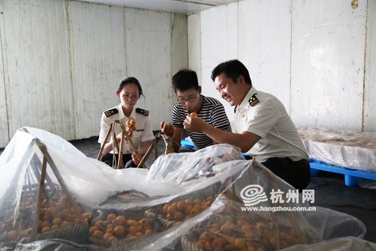 塘栖枇杷出口新加坡啦