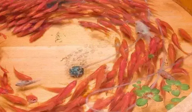 这个“变态”的日本人画了12年的金鱼，把金鱼画活了……