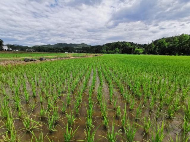 杨凌农科，见证收获足迹 2019走出杨凌看示范活动侧记