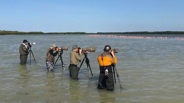 金牌摄影李晶：为拍到“数毛”版火烈鸟，他在海水中泡上三天三夜