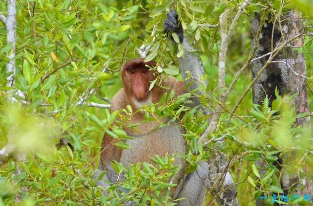 马来西亚十大必去旅游景点，诗巴丹，在西里伯斯海，是潜水者的天堂