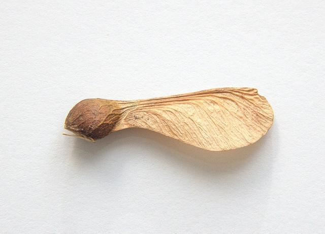 美国海军研究种子荚式无人传感器