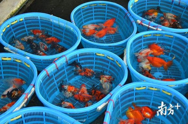 广东观赏鱼出口近半来自清远，短尾琉金销往日本一条可卖100美元