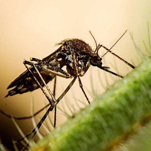 马来西亚成为全球第二个"以蚊治蚊"抵抗登革热的国家