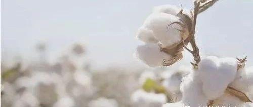 【一家之言】中国纺织业能否离开美国？——“一带一路”国家VS美国