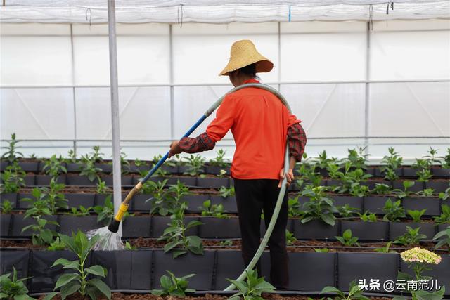 用鲜花征服世界，东南亚最好的花都出自晋宁这个村