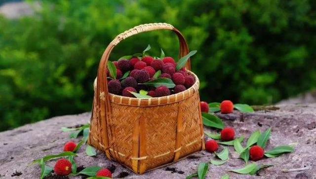 颗粒包装、冷链运输…青田“杨梅专机”首次直飞新加坡