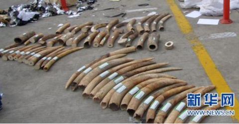 新加坡截获史上数量最多的走私象牙