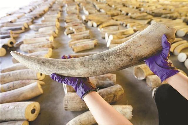 8.8吨！中国海关提供情报 新加坡破获史上最大象牙走私案