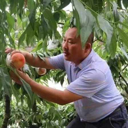 龙泉水蜜桃“代言人”：愿老百姓的日子像桃一样“甜”！