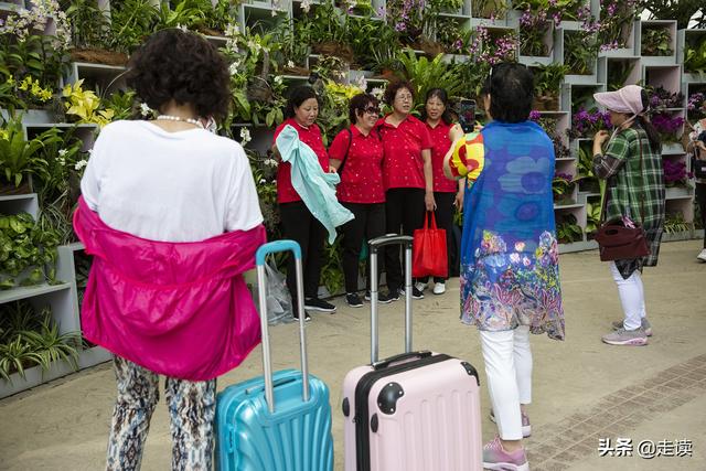 不能不看的世园会新加坡园，花园城市种花有一手