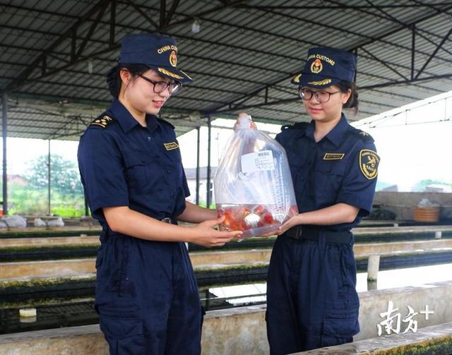 广东观赏鱼出口近半来自清远，短尾琉金销往日本一条可卖100美元