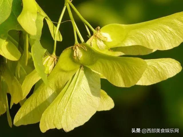 用中国千年古树元宝枫籽油，拒绝脑衰老，护航奋斗的生活