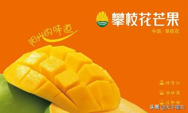 从0到25亿！攀枝花芒果区域公用品牌是如何快速崛起的？