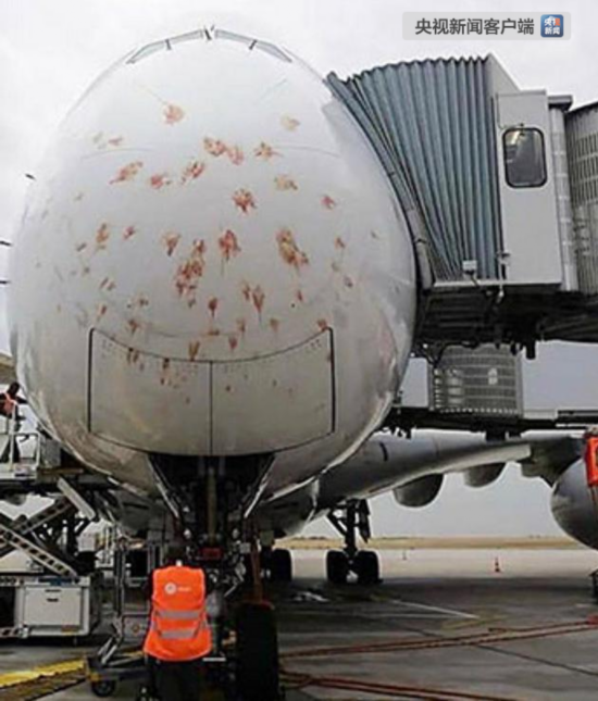 新加坡航空公司客机巴黎降落时遭群鸟撞击