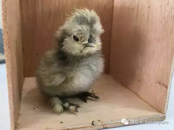有人在新加坡组屋养鸡、养鸭，被曝光了......