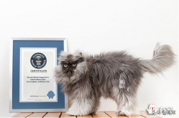 猫咪的世界之最