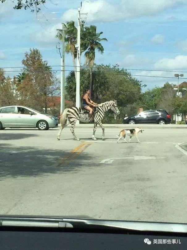 我去！在马路上猛然遇见庞然巨鹿？此景只应这里有啊