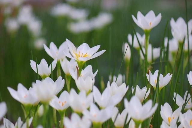 这种韭菜或小葱不能吃，但是开花非常惊艳