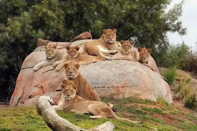 世界十大神奇动物园，你去了几个？