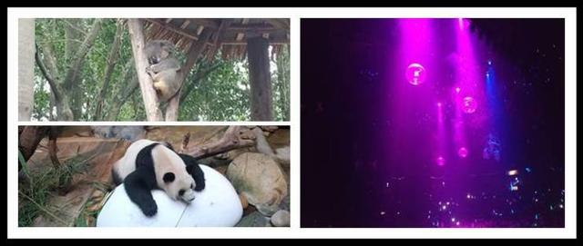 一篇玩转广州长隆野生动物世界、长隆大马戏，游玩攻略+省钱技巧