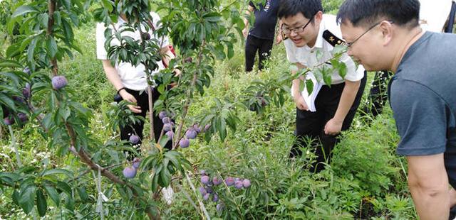 剑阁东宝镇被成都海关成功认证备案为李子出口基地