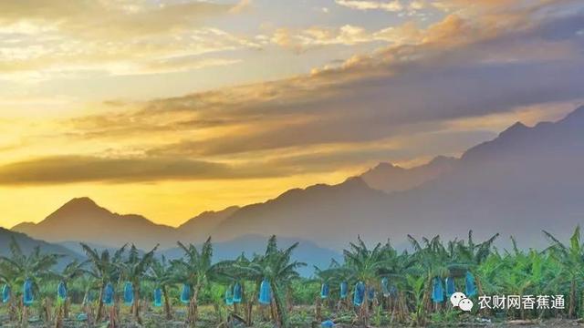 2020年种香蕉还能赚钱吗？