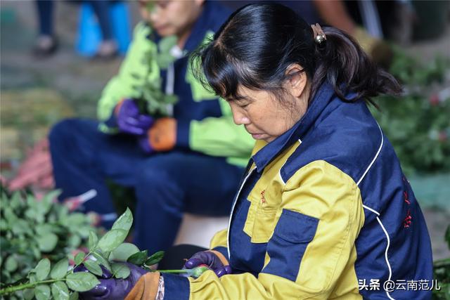 用鲜花征服世界，东南亚最好的花都出自晋宁这个村