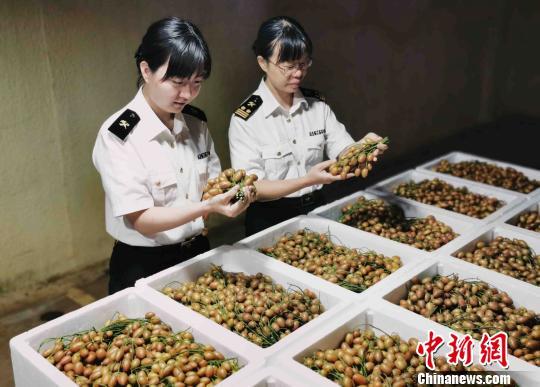 广州关区首批黄皮成功出口加拿大