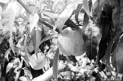 900公斤甘肃“秦安蜜桃”首次出口新加坡