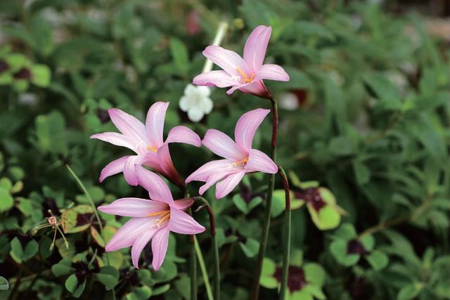 这种韭菜或小葱不能吃，但是开花非常惊艳