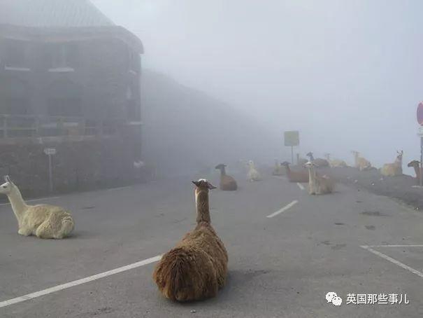 我去！在马路上猛然遇见庞然巨鹿？此景只应这里有啊