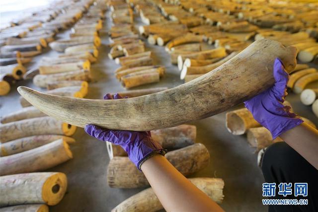 8.8吨！中新联手破获特大象牙走私案