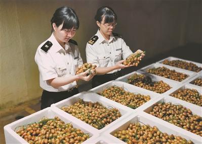 高明黄皮出口到加拿大
