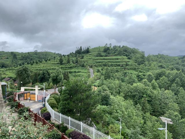 安顺：夏秋茶“拼配”出口忙 茶企增收茶农笑
