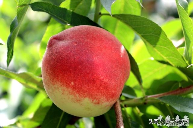 秦安蜜桃首次出口新加坡