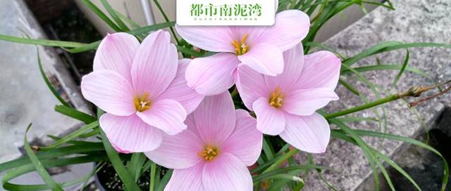 这种花像彩虹一样只在雨后出现，放阳台上就是天气预报员