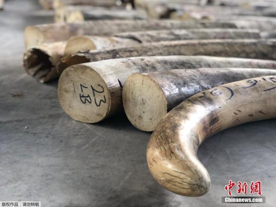 8.8公吨！新加坡查获史上最大象牙走私案