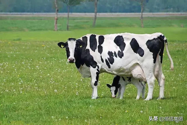 企业如何在一杯牛奶里发掘民族史？