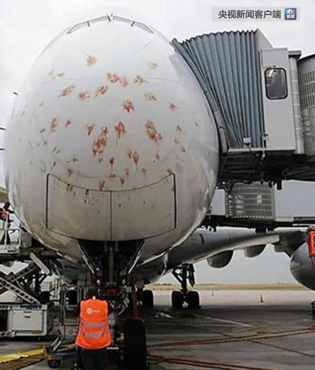新航客机巴黎降落时遭群鸟撞击，检查清理后恢复运行