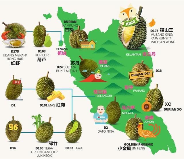 榴莲改变马来西亚农民生活，冷冻猫山王出口中国预计年赚8.4亿
