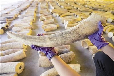 8.8吨！新加坡截获史上数量最多走私象牙
