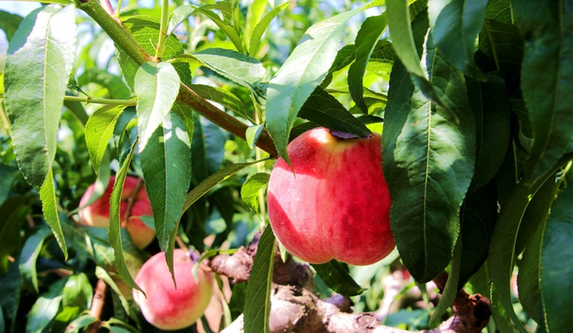 900公斤！甘肃“秦安蜜桃”首次出口新加坡