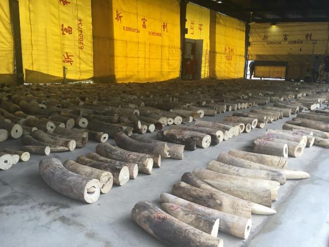 海关缉私部门破获特大走私象牙案