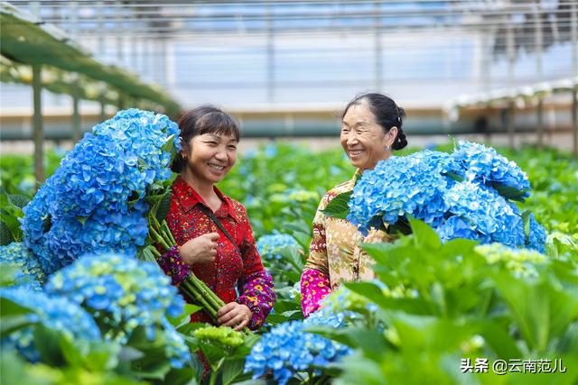 用鲜花征服世界，东南亚最好的花都出自晋宁这个村