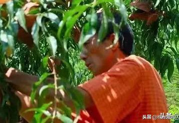炎陵黄桃上市发布会开到了深圳，一天签单超200万斤