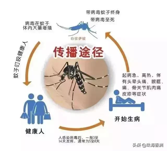 登革热“杀”到，已有12人中招！去这些国家要更小心了……