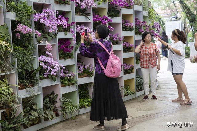 不能不看的世园会新加坡园，花园城市种花有一手