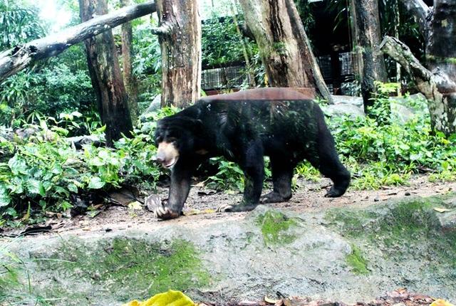 走进新加坡亚热带雨林 体验森林动物园王国 探寻亚马逊河奥秘