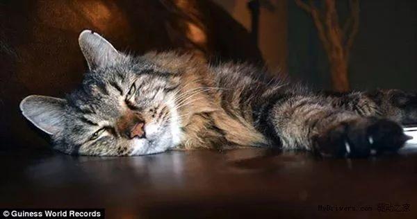 在猫界，有哪些世界之最？